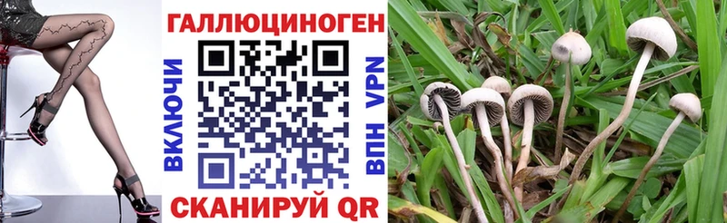 Галлюциногенные грибы Psilocybine cubensis  Новошахтинск 
